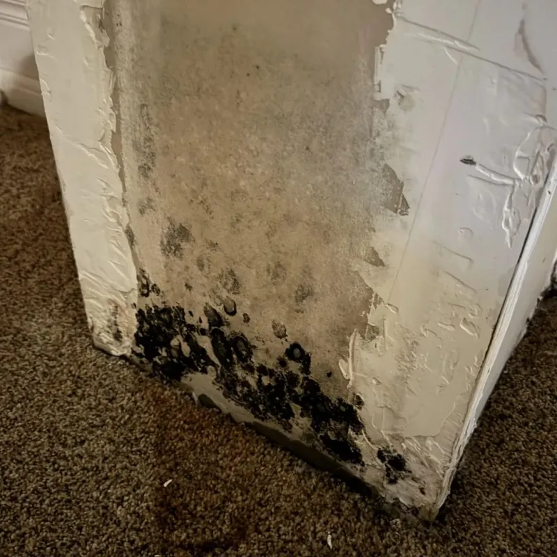 Professional Mold Removal in Montrose County, CO